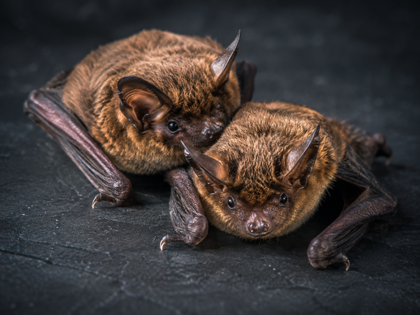 Two small brown bats with folded wings on a concrete surface