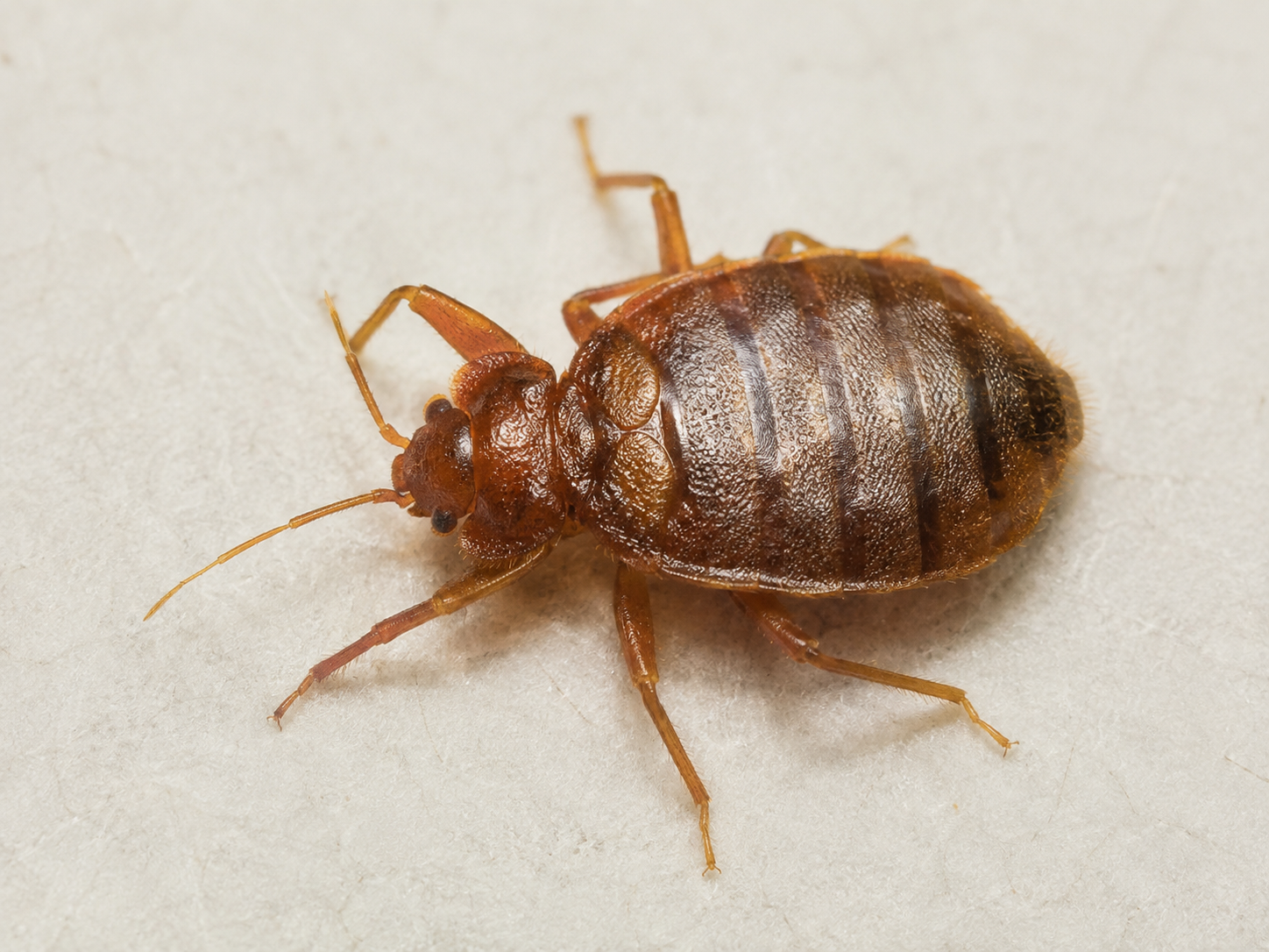 Close-up of a single reddish-brown bed bug on a light fabric surface