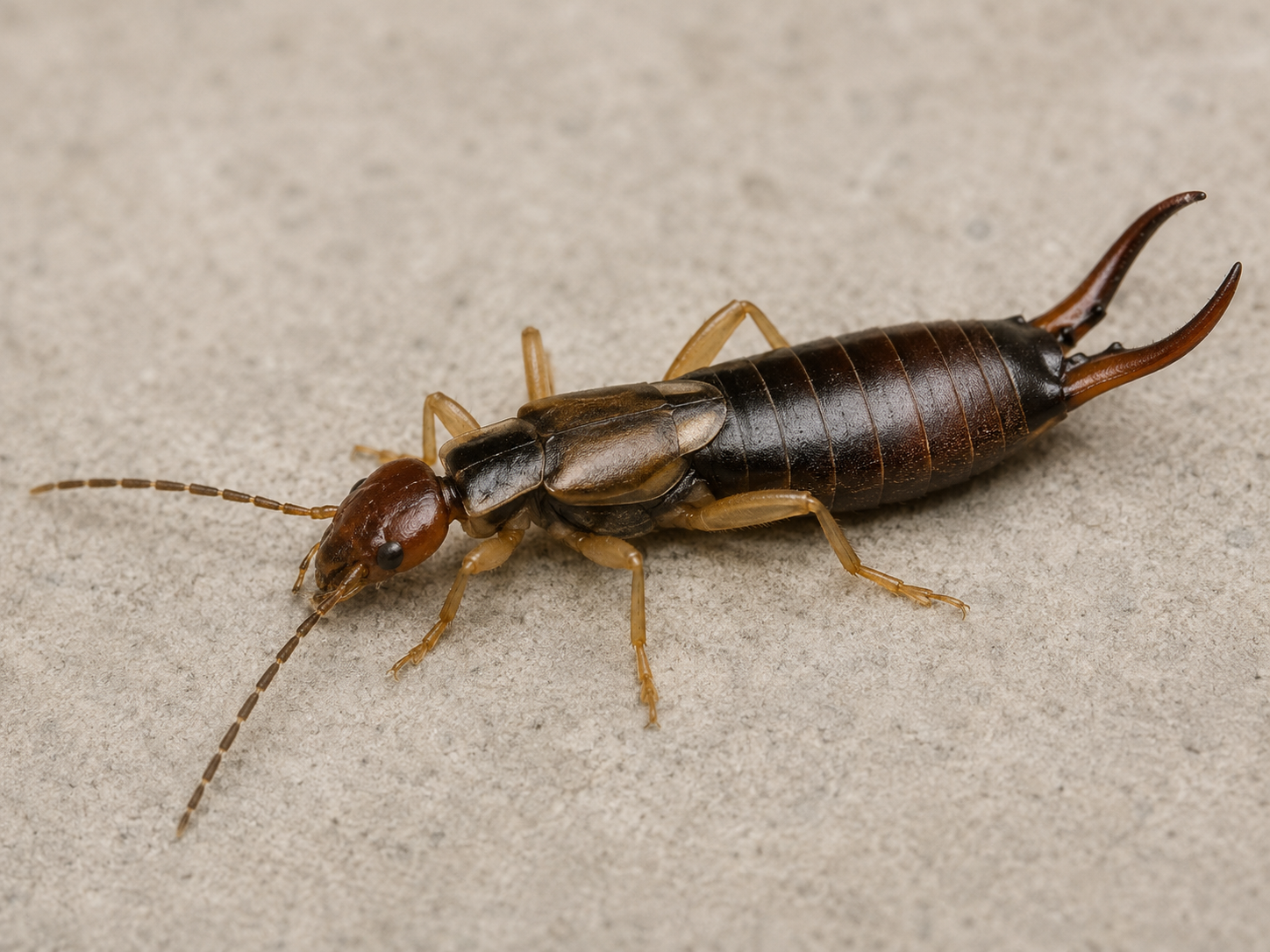Close-up of an earwig with its pincers visible on a gray surface
