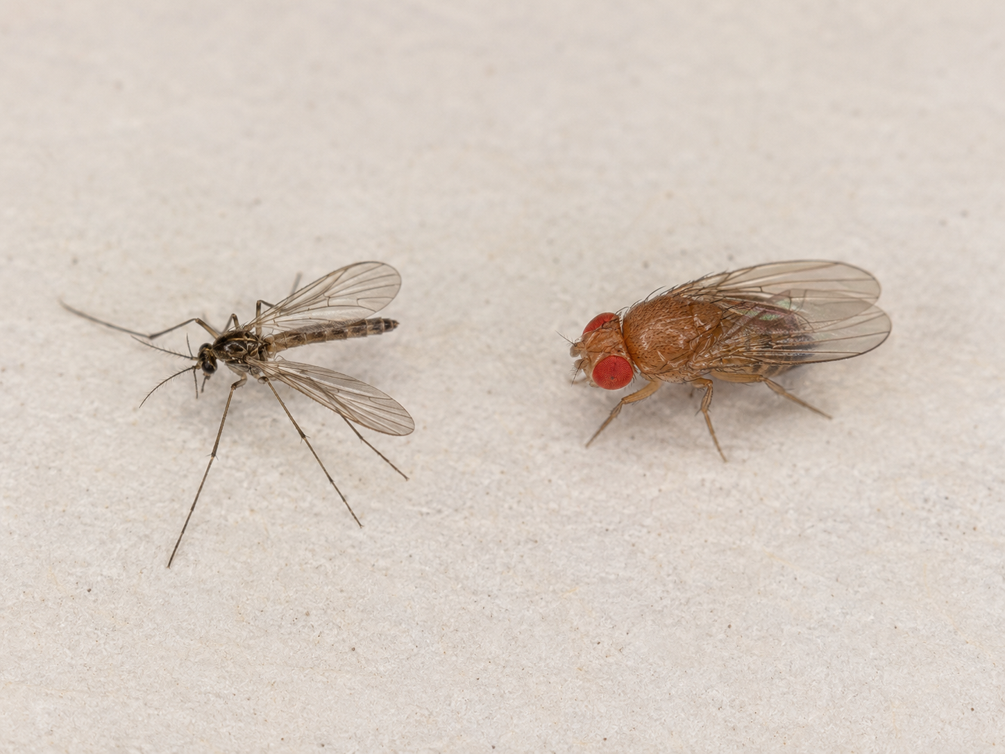 A gnat and a fruit fly with red eyes side by side on a light surface