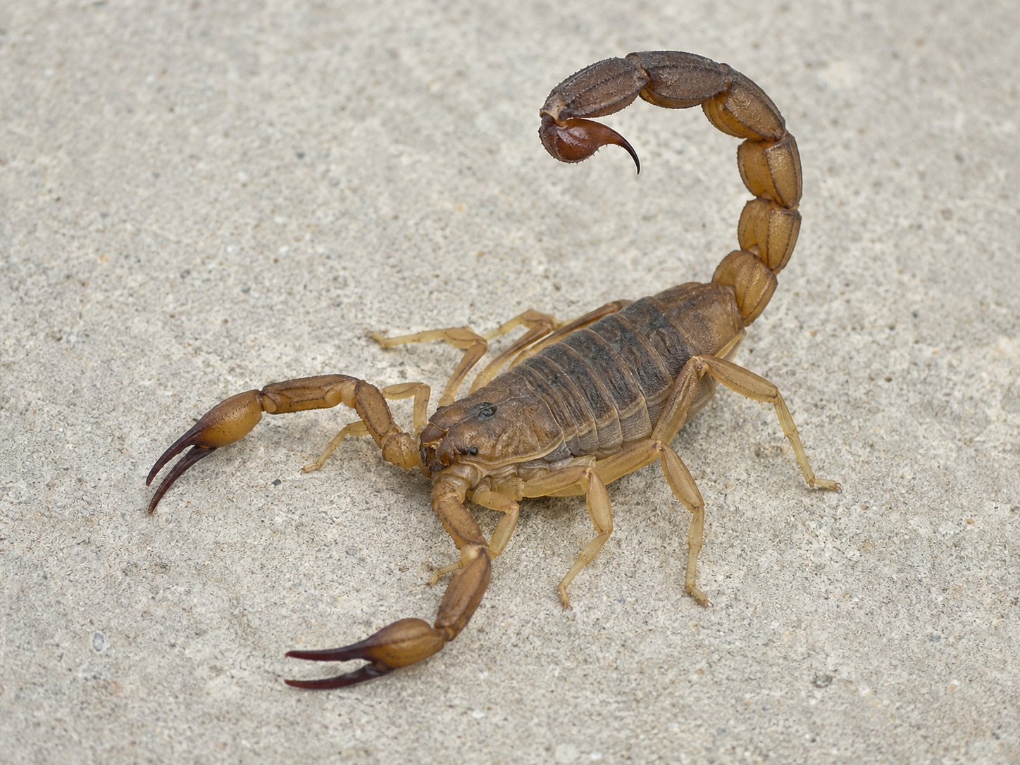A tan scorpion with its tail raised on a gray concrete surface