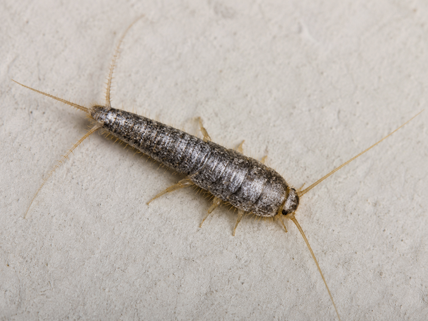 Close-up of a silverfish insect on a light textured surface