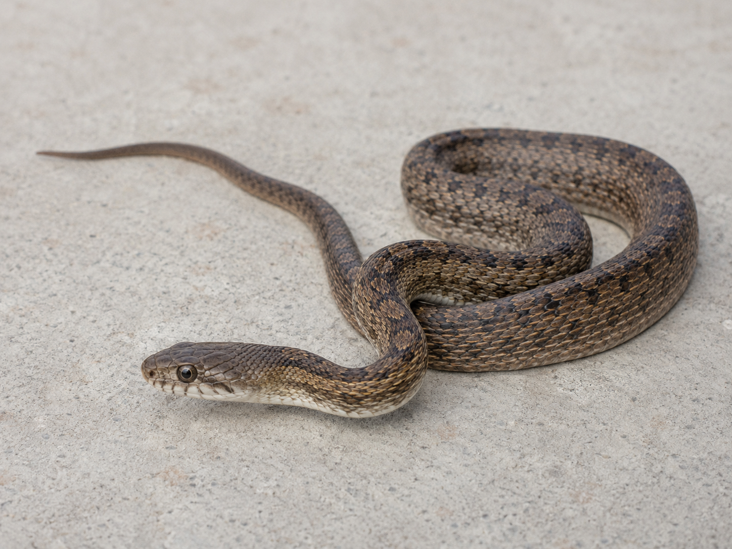 A brown patterned snake coiled on a gray concrete surface